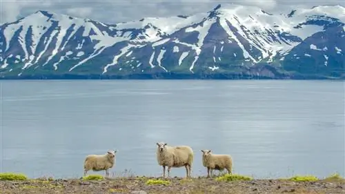 Исландия приветствует туристов на Réttir, ежегодной выставке овец