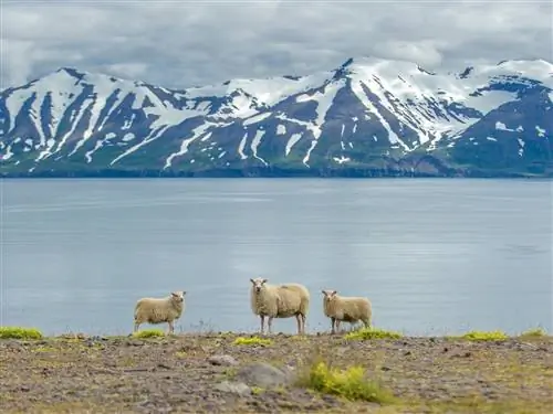 На изображении может находиться животное овца млекопитающее на улице природа гора и лед