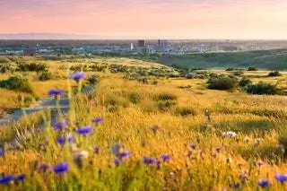 На изображении может находиться на открытом воздухе лугопастбищные угодья поле природа земля сельская местность луг ферма сельские растения плато и тундра