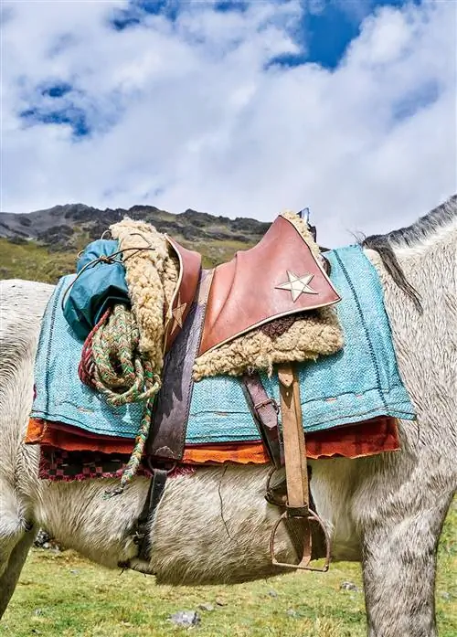 Изображение может содержать животное, млекопитающее и седло