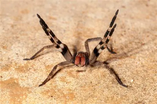 Бразильский странствующий паук опасен ядовитым Phoneutria Ctenidae