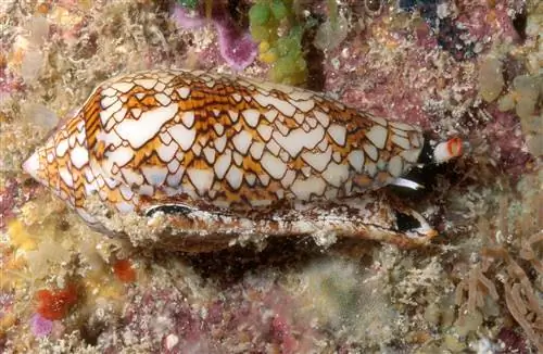 Коническая улитка