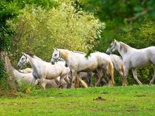 Это изображение может содержать Природа Пастбище На открытом воздухе Поле Животное Млекопитающее Лошадь Сельская местность Сельская ферма и пастбище
