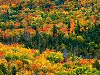 Это изображение может содержать Растение Дерево Пихта Abies Conifer Outdoors Nature and Maple