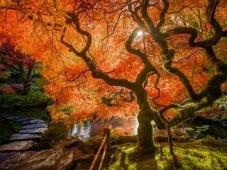 На изображении может находиться растение, дерево, клен, искусство и живопись.