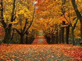 Это изображение может содержать растение, клен и лист.