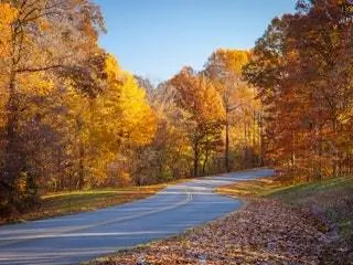 Это изображение может содержать дерево Растение Пейзаж на открытом воздухе Природа Клен и дорога