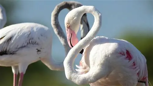 Как я случайно стал орнитологом