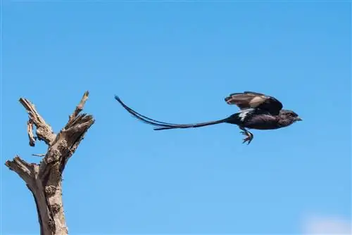 Сороки сорокопуты