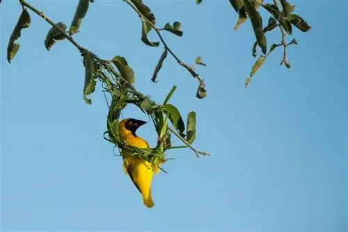 Южный ткач в маске