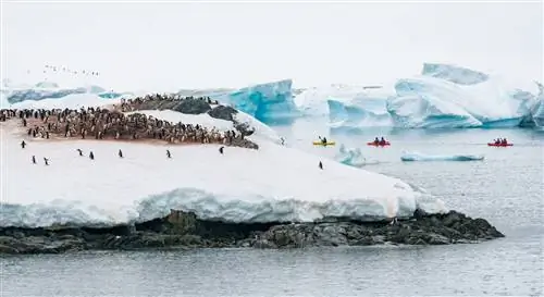MS Roald Amundsen Hurtigruten Cruise Antarctica