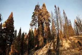 Дерево красного дерева в Национальном памятнике гигантской секвойи в Калифорнии