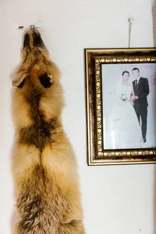 Мех лисы висит у свадебного фото