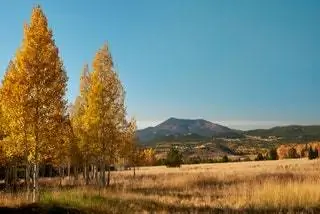 Аспен осенью на пике Уилер Флагстафф, Аризона
