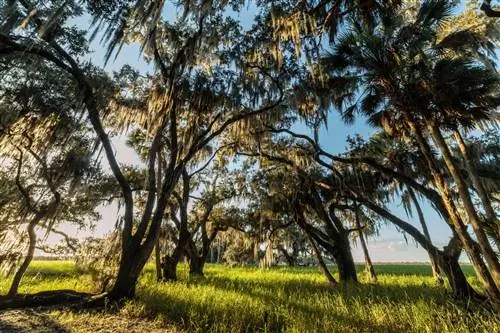 Река Мякка в государственном парке реки Мякка, Сарасота, Флорида