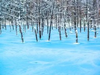 Это изображение может содержать Природа Дерево Растение На открытом воздухе Лес Лесистая местность Растительность Земля Снег Ель и Пихта