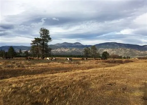 Буэна Виста, Колорадо