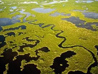 На изображении может находиться растение водоросли ковер растительность на улице природа земля и кустарник
