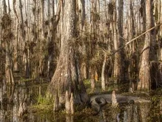 На изображении может находиться на улице Природа Земля Вода Болото Болото Marsh Art Painting Woodland Tree Vegetation and Forest