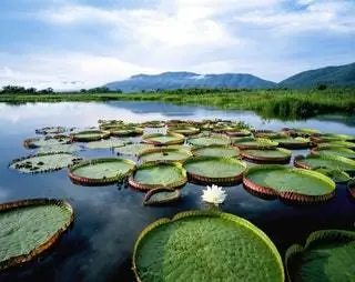 На изображении может находиться растение прудовая лилия цветок лилии и цветы