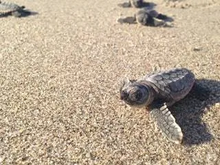 На изображении может находиться животное рептилия морская жизнь черепаха черепаха и морская черепаха