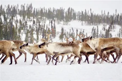 Северный олень