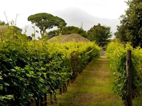 На изображении может находиться: на улице, природа, ферма, сельская местность, сельская местность и виноградник