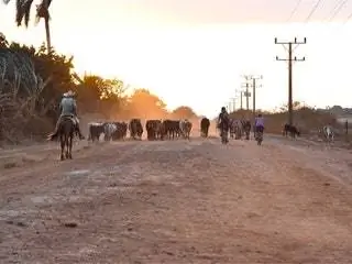 На изображении может находиться человек животное млекопитающее лошадь наездник корова и крупный рогатый скот