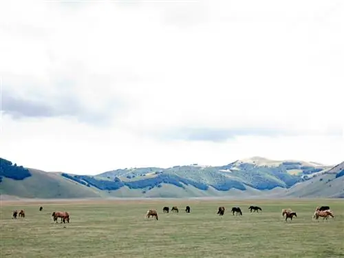Это изображение может содержать Поле Природа Пастбище На открытом воздухе Сельская местность Сельская местность Ферма Пастбище Ранчо Выпас скота и луг