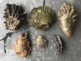 На изображении может находиться животное Морская жизнь Беспозвоночные Еда Устрицы и ракушки