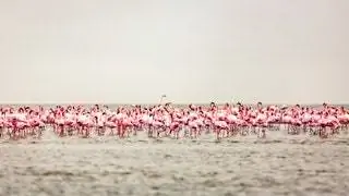 Изображение может содержать животное и стая