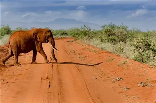 Восточный национальный парк Цаво, Кения