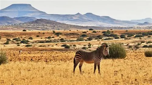 Все, что вы думали, что знали о Safari, неверно