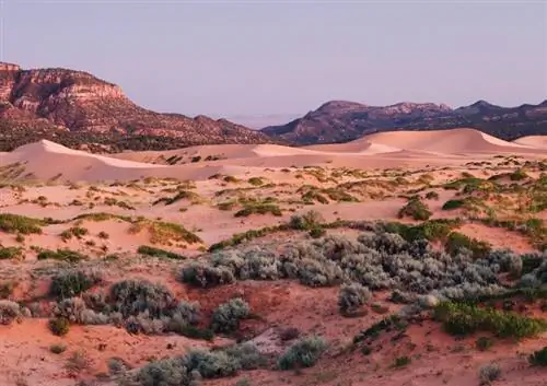 На изображении может находиться: почва, природа, на улице, пустыня, песок и дюна