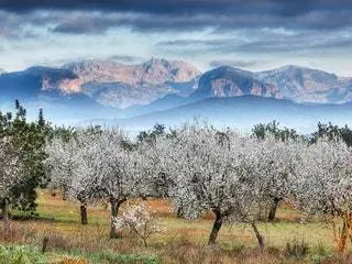 На изображении может находиться природа на улице горный хребет горные растения пейзаж дерево земля пихта и пихта