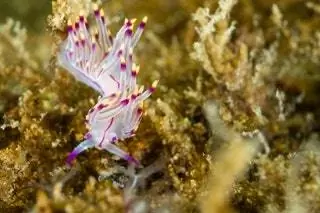 Дайвинг с тростника и затонувших кораблей Divers Down ОАЭ Дубай