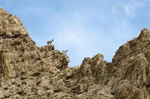 Гималайская голубая овца на скалистом склоне горы Долина Ханкар Маркха Ладакх Джамму и Кашмир Индия