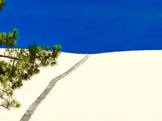 На изображении может находиться почва песок на улице природа дюны растение и дерево