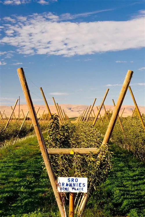 США Вашингтон Outlook Rattlesnake Hills AVA. Яблоневый сад бабушки рядом с главным виноградником Tefft Cellars в долине Якима.