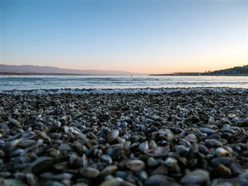 крупный план пляжа с холодным пресноводным озером и береговой линией с небольшими пресноводными мидиями и песком на переднем плане