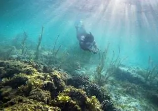 На изображении может находиться Вода Природа На улице Океан Морские животные Морская жизнь Риф Под водой и коралловый риф