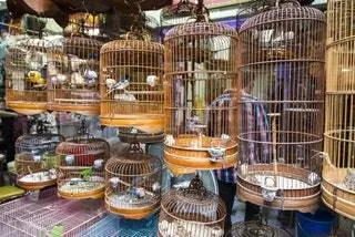 Рынок Берд-стрит в Гонконге