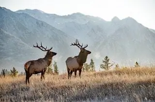 Два больших бычьих лося в национальном парке Банф. Животные Олени Wildlife Млекопитающее Лось и Антилопа