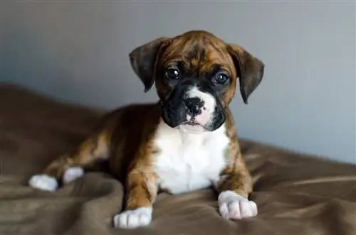 Щенок тигрового боксера