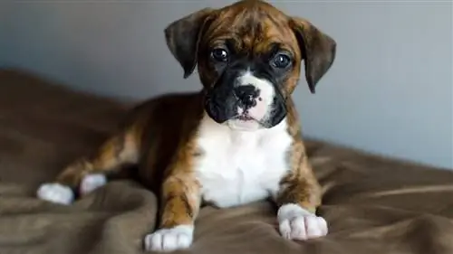 Delta отправила 8-недельного щенка не по адресу