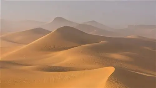 Шесть лучших однодневных поездок из Абу-Даби