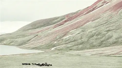 Юрты, охотники на орлов и суровое одиночество в Кыргызстане