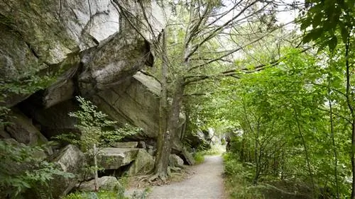 Как «Купание в лесу» превратило скептика в любителя деревьев