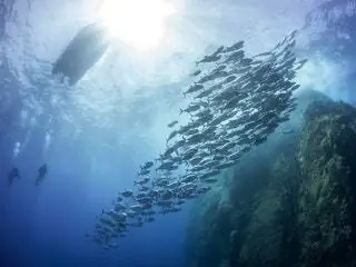 На изображении может находиться вода на улице природа животные и рыба