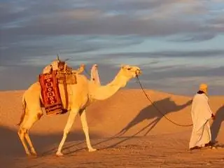 На изображении может находиться человек животное млекопитающее лошадь на улице и верблюд